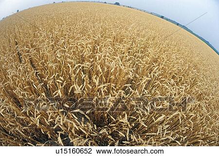 Stock Image - Wheatfield. Fotosearch