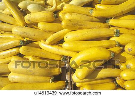 Stock Photo - Yellow squash at a farmers market. Fotosearch