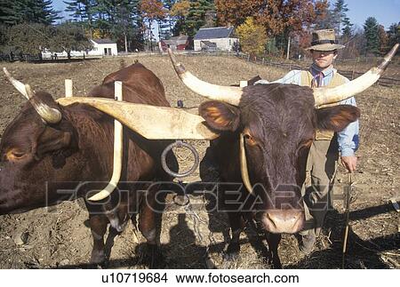 Picture - Farmer with Oxen in historical town. Fotosearch