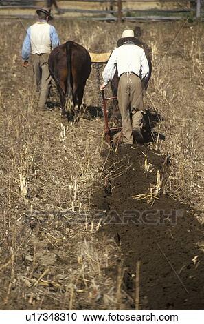 Stock Image - Farmer with Oxen in historical town. Fotosearch
