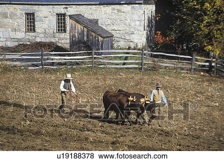 Stock Photo - Farmer with Oxen in historical town. Fotosearch