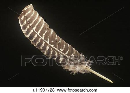 Quill pen, such as one used during signing of Declaration of Independence View Large Photo Image Stock Photo - Quill pen, such as one used during signing of Declaration of Independence. Fotosearch