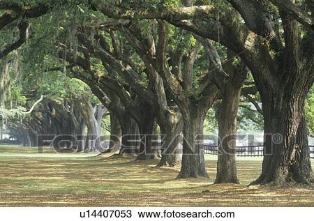 Spanish moss covered oak trees lining a plantation road View Large Photo Image Stock Image - Spanish moss covered oak trees lining a plantation road. Fotosearch