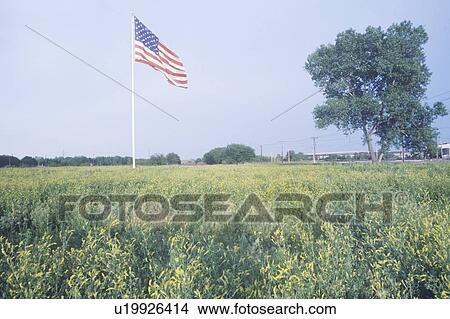 Picture - American Flag in Field of Wildflowers. Fotosearch