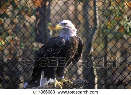 Mature Bald Eagle View Large Photo Image Stock Image - Mature Bald Eagle. Fotosearch