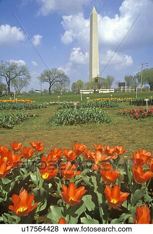 Stock Photo - Spring Flowers in front of Washington Monument, Washington, D. C.. Fotosearch