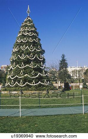 The National Christmas Tree, The White House, Washington, D. C. View Large Photo Image Stock Image - The National Christmas Tree, The White House, Washington, D. C.. Fotosearch