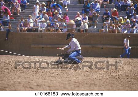 Calf roping, Inter-Tribal Ceremonial Indian Rodeo View Large Photo Image Stock Image - Calf roping, Inter-Tribal Ceremonial Indian Rodeo. Fotosearch