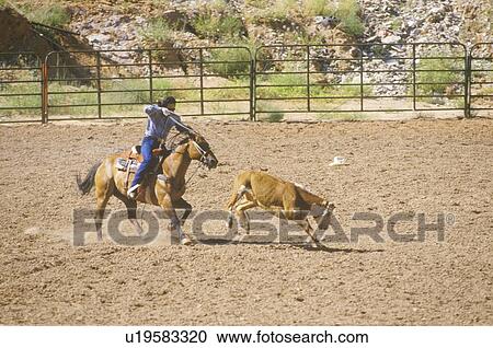 Calf roping, Inter-Tribal Ceremonial Indian Rodeo View Large Photo Image Stock Image - Calf roping, Inter-Tribal Ceremonial Indian Rodeo. Fotosearch