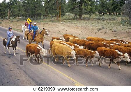 Stock Photo - Navajo cowboy herding cattle on road. Fotosearch