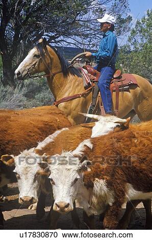 Navajo cowboys herding cattle on cattle drive View Large Photo Image Stock Image - Navajo cowboys herding cattle on cattle drive. Fotosearch