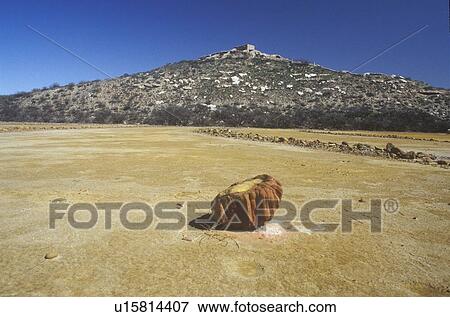 Stock Photo - Old growth at Indian ruins in AZ's high desert. Fotosearch