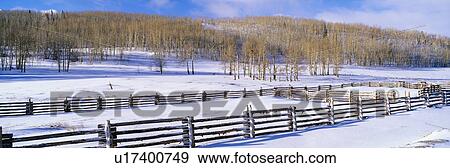 Autumn Snow and Aspens View Large Photo Image Stock Photo - Autumn Snow and Aspens. Fotosearch