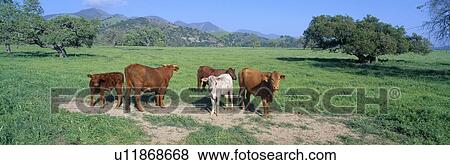 Cattle grazing View Large Photo Image Stock Photo - Cattle grazing. Fotosearch