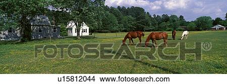 Panoramic view of horses grazing in springtime field View Large Photo Image Picture - Panoramic view of horses grazing in springtime field. Fotosearch