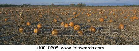 Pumpkin Patch View Large Photo Image Stock Photography - Pumpkin Patch. Fotosearch