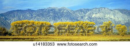 Stock Image - Autumn color along Highway 395, Sierra Nevada. Fotosearch