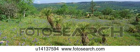 Picture - Blue Bonnets in Hill Country, Willow City Loop Road. Fotosearch