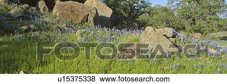 Blue bonnets in Hill Country, Willow City Loop Road View Large Photo Image Stock Photo - Blue bonnets in Hill Country, Willow City Loop Road. Fotosearch