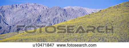 Panoramic view of Desert gold yellow flowers in spring on volcanic rock in Death Valley National Park View Large Photo Image Stock Photo - Panoramic view of Desert gold yellow flowers in spring on volcanic rock in Death Valley National Park. Fotosearch