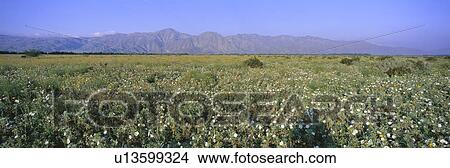 Picture - Panoramic view of Desert Lillies and flowers in spring fields of Anza-Borrego Desert State Park. Fotosearch