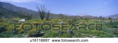 Panoramic view of Desert Lillies, Ocotillo and flowers in spring fields of Coyote Canyon in Anza-Borrego Desert State Park View Large Photo Image Stock Photo - Panoramic view of Desert Lillies, Ocotillo and flowers in spring fields of Coyote Canyon in Anza-Borrego Desert State Park. Fotosearch
