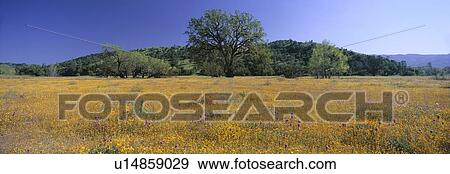 Panoramic view of spring flowers and large single tree, California View Large Photo Image Stock Photo - Panoramic view of spring flowers and large single tree, California. Fotosearch