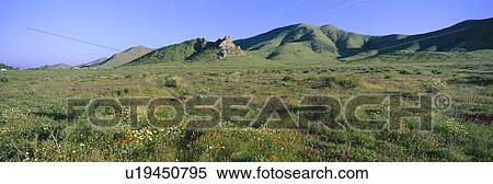 Panoramic view of spring flowers and green rolling hills in Carrizo Plain National Monument View Large Photo Image Stock Photography - Panoramic view of spring flowers and green rolling hills in Carrizo Plain National Monument. Fotosearch