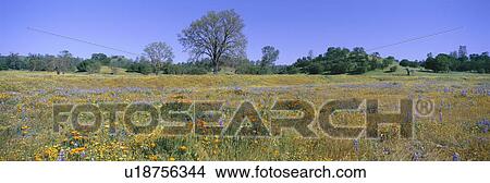 Panoramic view of spring flowers, California View Large Photo Image Picture - Panoramic view of spring flowers, California. Fotosearch