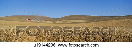 Wheat Harvest, near Steptoe View Large Photo Image Stock Photograph - Wheat Harvest, near Steptoe. Fotosearch