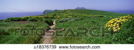 Wildflowers, Channel Islands View Large Photo Image Stock Photo - Wildflowers, Channel Islands. Fotosearch