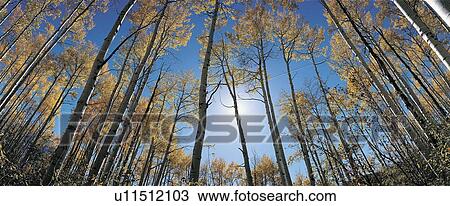 Aspens in autumn with colorful leaves View Large Photo Image Stock Image - Aspens in autumn with colorful leaves. Fotosearch