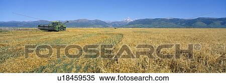 Stock Photography - Grain harvest. Fotosearch