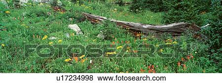 Stock Photo - Log Amid Alpine Flowers. Fotosearch
