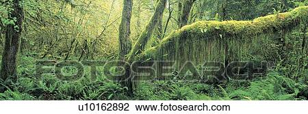 Old growth forest at Washington's Olympic National Forest View Large Photo Image Stock Image - Old growth forest at Washington's Olympic National Forest. Fotosearch