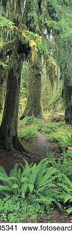 Old growth forest at Washington's Olympic National Forest View Large Photo Image Stock Image - Old growth forest at Washington's Olympic National Forest. Fotosearch