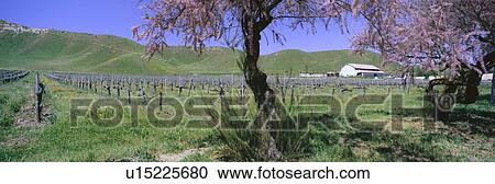 Panoramic view of Golden California poppies and wine vineyard with barn and green rolling hill View Large Photo Image Stock Image - Panoramic view of Golden California poppies and wine vineyard with barn and green rolling hill. Fotosearch