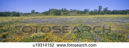 Stock Image - Panoramic view of spring flowers Bakersfield. Fotosearch