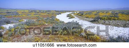 Stock Photograph - Panoramic view of white salt and desert gold yellow flowers at Soda Lake in Spring, Carrizo Plain National Monument. Fotosearch