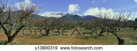 Stock Photo - Pecan Trees. Fotosearch