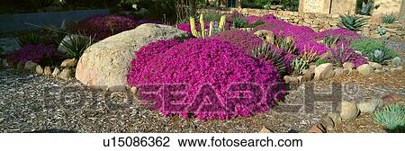 Stock Image - Pink Flowers, Center for Earth Concerns. Fotosearch