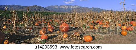Pumpkin Patch View Large Photo Image Stock Image - Pumpkin Patch. Fotosearch