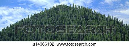 Stock Image - Pyramid of Pines. Fotosearch