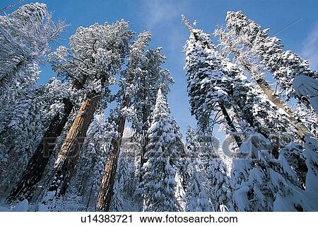 Snow in Sequoia National Park View Large Photo Image Stock Image - Snow in Sequoia National Park. Fotosearch