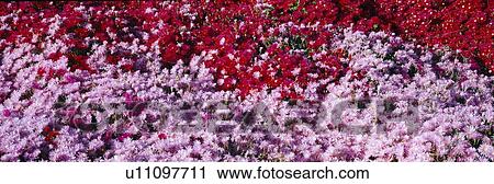 Stock Image - Spring Flowers. Fotosearch