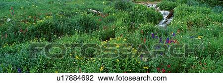 Stock Image - Stream and Alpine Flowers. Fotosearch