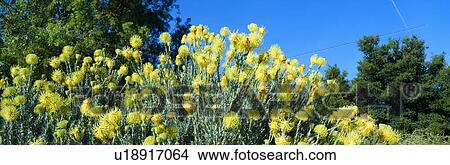 Picture - Taft Gardens in Spring. Fotosearch