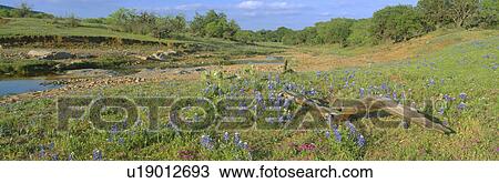 Blue bonnets in Hill Country: Willow City Loop Road View Large Photo Image Stock Image - Blue bonnets in Hill Country: Willow City Loop Road. Fotosearch