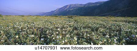 Panoramic view of Desert Lillies and flowers in spring fields of Anza-Borrego Desert State Park View Large Photo Image Stock Image - Panoramic view of Desert Lillies and flowers in spring fields of Anza-Borrego Desert State Park. Fotosearch
