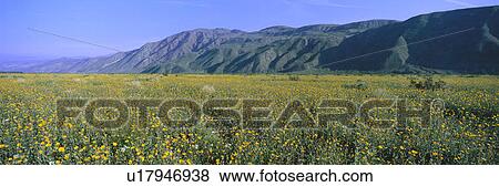 Panoramic view of Desert Lillies and Desert gold yellow flowers in spring fields of Anza-Borrego Desert State Park View Large Photo Image Stock Photo - Panoramic view of Desert Lillies and Desert gold yellow flowers in spring fields of Anza-Borrego Desert State Park. Fotosearch